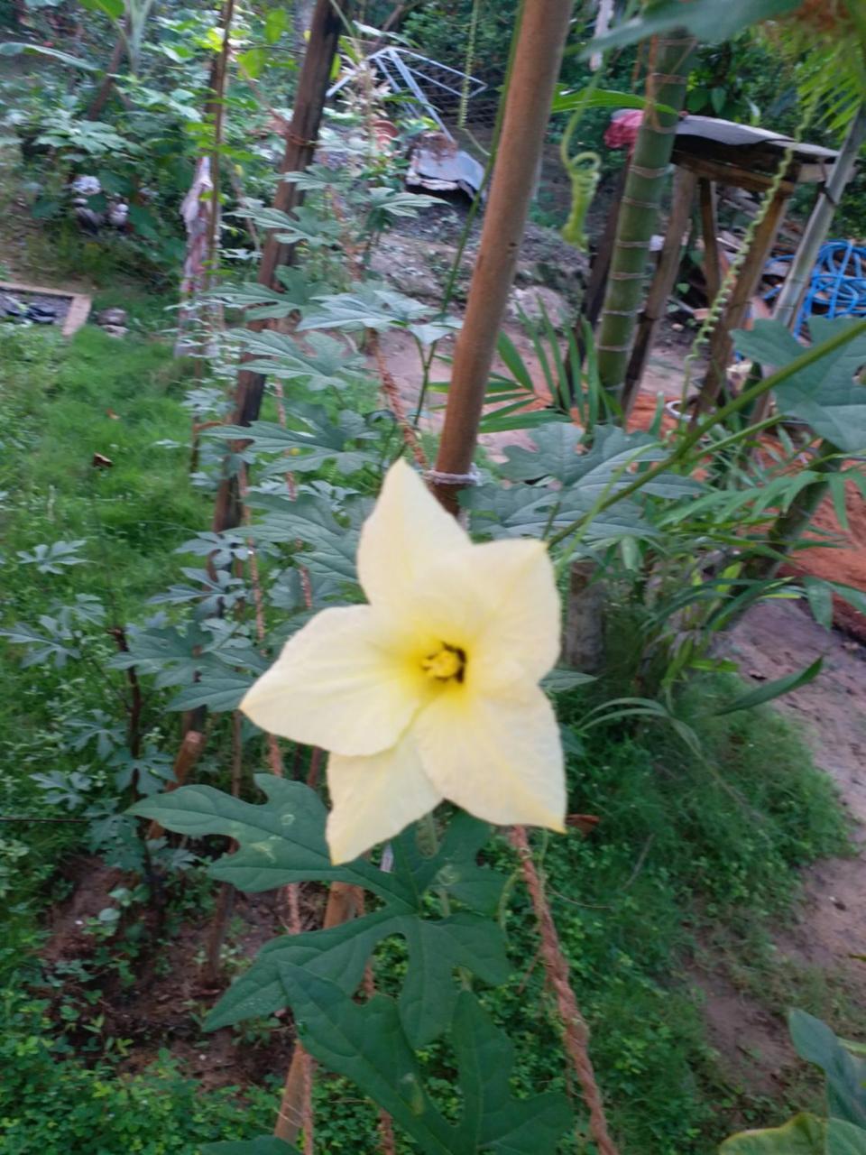 Casa Vacansa Home Stay Hungama Buitenkant foto